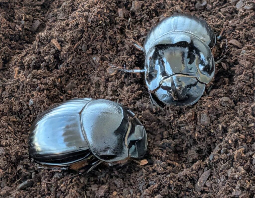 ダイコクコガネとは | Beetle House カブ王
