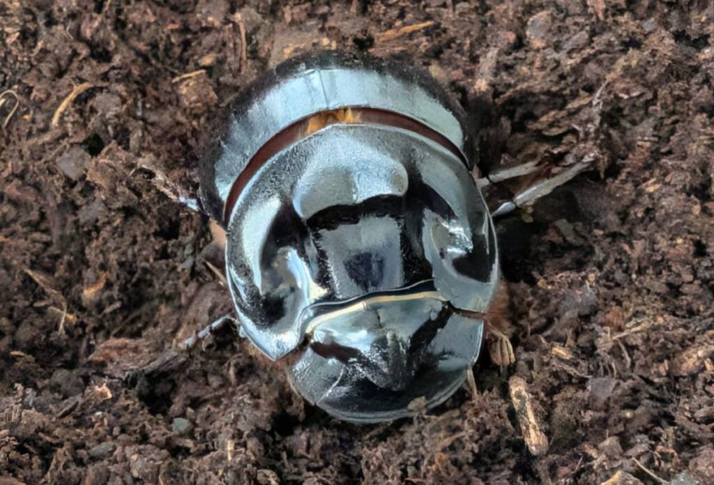 ダイコクコガネとは | Beetle House カブ王