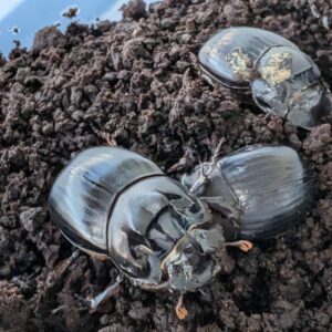 2026年8月12日採集、大型ダイコクコガネのトリオ