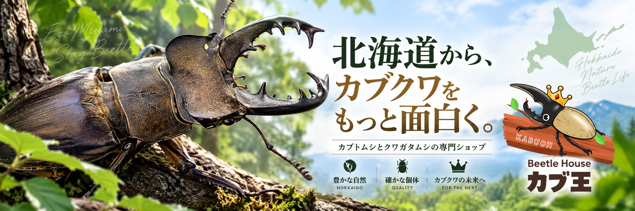 Beetle House カブ王