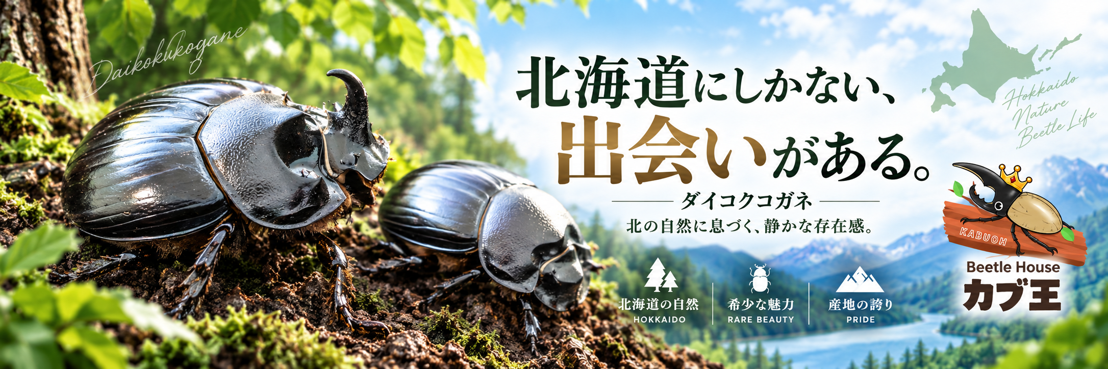 Beetle House カブ王